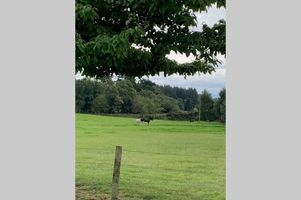 Highland Cosy 2 Bedroom Cottage In Tore Muir Of Ord On Nc500 外观 照片